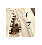 毎日つかえる！イタグレ！【日常会話】（個別スタンプ：22）