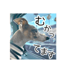 毎日つかえる！イタグレ！【日常会話】（個別スタンプ：27）