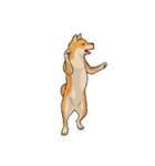 メッセージ柴犬（個別スタンプ：7）