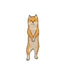メッセージ柴犬（個別スタンプ：10）