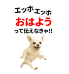 エッホエッホ 伝えなきゃ BIGなチワワ（個別スタンプ：1）
