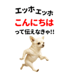 エッホエッホ 伝えなきゃ BIGなチワワ（個別スタンプ：2）