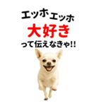 エッホエッホ 伝えなきゃ BIGなチワワ（個別スタンプ：3）
