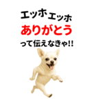 エッホエッホ 伝えなきゃ BIGなチワワ（個別スタンプ：4）