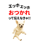 エッホエッホ 伝えなきゃ BIGなチワワ（個別スタンプ：5）