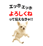 エッホエッホ 伝えなきゃ BIGなチワワ（個別スタンプ：6）