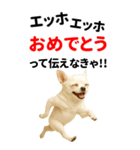 エッホエッホ 伝えなきゃ BIGなチワワ（個別スタンプ：7）