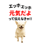 エッホエッホ 伝えなきゃ BIGなチワワ（個別スタンプ：8）