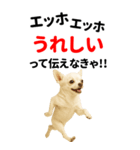 エッホエッホ 伝えなきゃ BIGなチワワ（個別スタンプ：9）