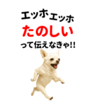 エッホエッホ 伝えなきゃ BIGなチワワ（個別スタンプ：10）