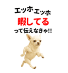 エッホエッホ 伝えなきゃ BIGなチワワ（個別スタンプ：11）
