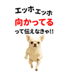 エッホエッホ 伝えなきゃ BIGなチワワ（個別スタンプ：12）