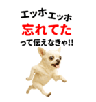 エッホエッホ 伝えなきゃ BIGなチワワ（個別スタンプ：13）