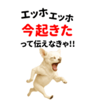 エッホエッホ 伝えなきゃ BIGなチワワ（個別スタンプ：14）
