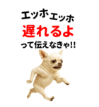 エッホエッホ 伝えなきゃ BIGなチワワ（個別スタンプ：15）