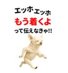 エッホエッホ 伝えなきゃ BIGなチワワ（個別スタンプ：16）