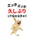 エッホエッホ 伝えなきゃ BIGなチワワ（個別スタンプ：17）