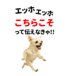 エッホエッホ 伝えなきゃ BIGなチワワ（個別スタンプ：18）