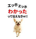 エッホエッホ 伝えなきゃ BIGなチワワ（個別スタンプ：19）
