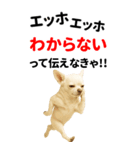 エッホエッホ 伝えなきゃ BIGなチワワ（個別スタンプ：20）