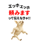 エッホエッホ 伝えなきゃ BIGなチワワ（個別スタンプ：21）