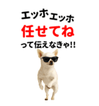 エッホエッホ 伝えなきゃ BIGなチワワ（個別スタンプ：22）