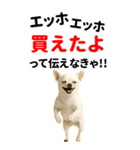 エッホエッホ 伝えなきゃ BIGなチワワ（個別スタンプ：23）