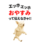 エッホエッホ 伝えなきゃ BIGなチワワ（個別スタンプ：24）