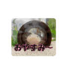 ウーパールーパーほのぼのうめ日記 挨拶編（個別スタンプ：2）