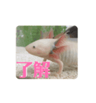 ウーパールーパーほのぼのうめ日記 挨拶編（個別スタンプ：5）