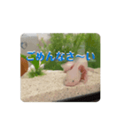 ウーパールーパーほのぼのうめ日記 挨拶編（個別スタンプ：7）