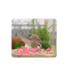 ウーパールーパーほのぼのうめ日記 挨拶編（個別スタンプ：9）