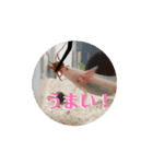 ウーパールーパーほのぼのうめ日記 挨拶編（個別スタンプ：10）