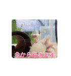ウーパールーパーほのぼのうめ日記 挨拶編（個別スタンプ：11）