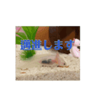 ウーパールーパーほのぼのうめ日記 挨拶編（個別スタンプ：12）