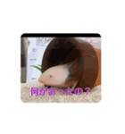 ウーパールーパーほのぼのうめ日記 挨拶編（個別スタンプ：13）