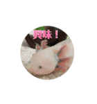 ウーパールーパーほのぼのうめ日記 挨拶編（個別スタンプ：14）