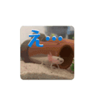 ウーパールーパーほのぼのうめ日記 挨拶編（個別スタンプ：16）