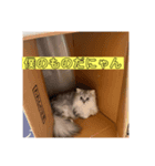 nanachanchinの毎日不可欠スタンプ（個別スタンプ：5）