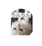 nanachanchinの毎日不可欠スタンプ（個別スタンプ：7）