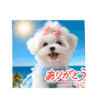 かわいいマルチーズの日常スタンプ2（夏）（個別スタンプ：13）