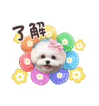 かわいいマルチーズの日常スタンプ2（夏）（個別スタンプ：17）