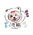 かわいいマルチーズの日常スタンプ2（夏）（個別スタンプ：20）