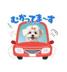 かわいいマルチーズの日常スタンプ2（夏）（個別スタンプ：24）