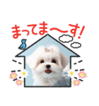 かわいいマルチーズの日常スタンプ2（夏）（個別スタンプ：25）
