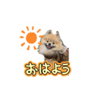 日常おこげ（個別スタンプ：1）