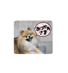 日常おこげ（個別スタンプ：5）