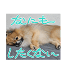 日常おこげ（個別スタンプ：6）