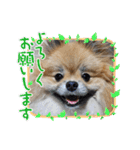 日常おこげ（個別スタンプ：7）