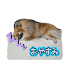 日常おこげ（個別スタンプ：15）
